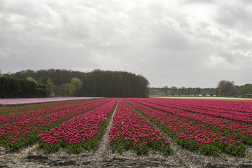 Field with red tulips in the Netherlands