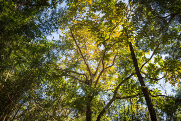 light and tree in jungle at phukradueng,Thailand