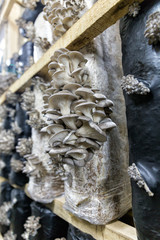 Organic mushroom farm. Mushrooms growing on the farm