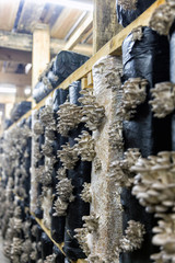 Organic mushroom farm. Mushrooms growing on the farm