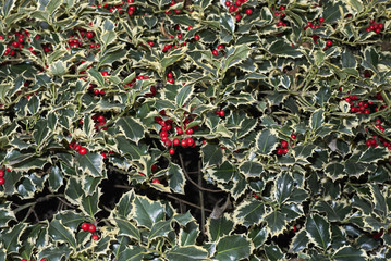 Ilex aquifolium