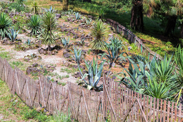 Cactus plantation in garden
