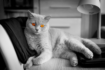 oczy czerwone © duncaen