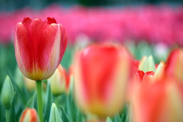 赤いチューリップ