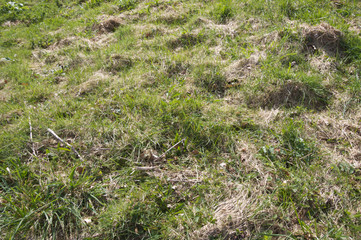 Rough patchy grass