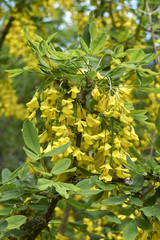 Laburnum anagyroides