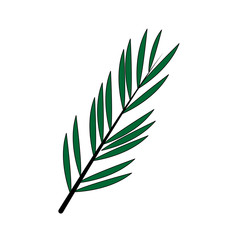 color image branch with elongated leaves vector illustration