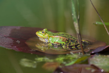 Teichfrosch