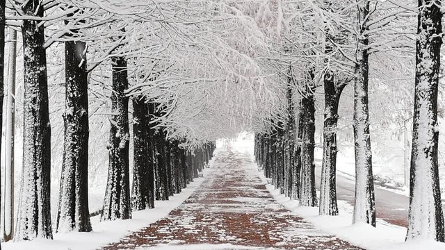 Falling snow in a winter, South Korea.