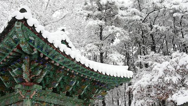Falling snow in a winter, South Korea.