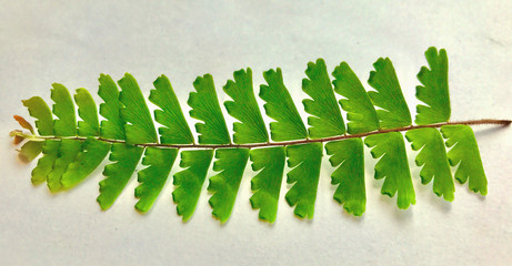 A branch of fern