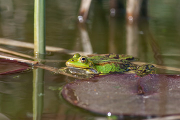Obraz premium Teichfrosch