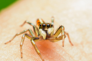 Jumping spider on leaf green background