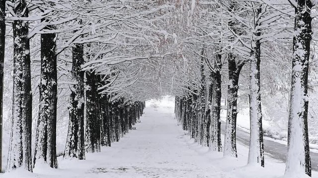 Falling snow in a winter, South Korea.