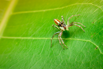 Jumping spider on leaf green background