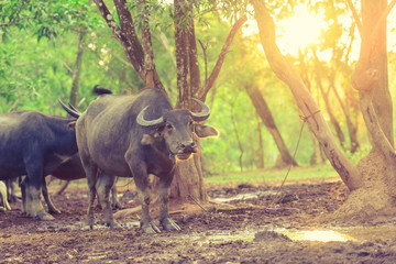 Naklejka na ściany i meble thailand buffalo