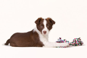 Laying border collie puppy with a toy