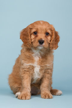 Cavapoo puppy sitting on a blue background