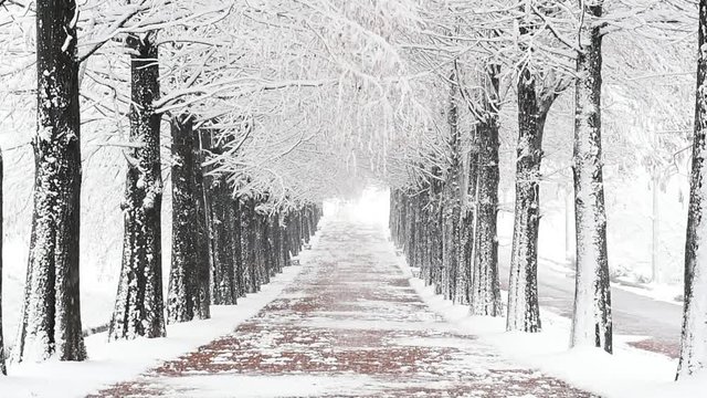 Falling snow in a winter, South Korea.