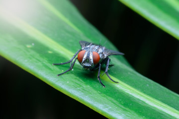 fly on leaves