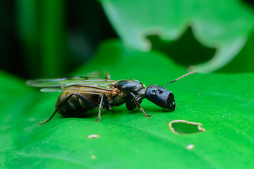 Black ant on leaves