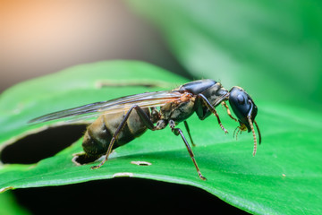 Black ant on leaves