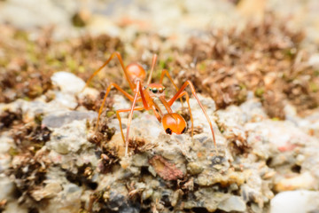 Ant mimicking spider on soil