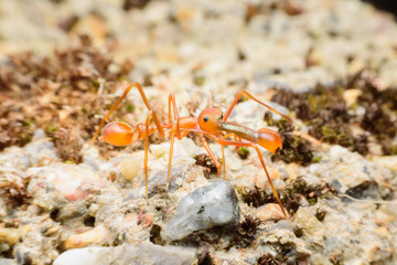 Ant mimicking spider on soil