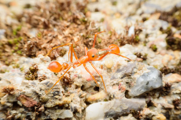 Ant mimicking spider on soil