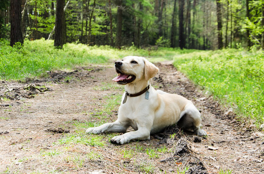 Young labrador retriever While walking in the forest