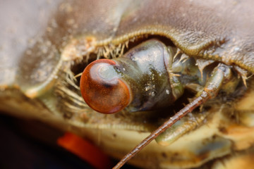 Eye crab