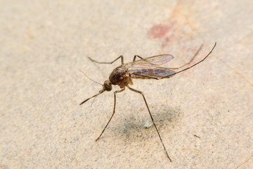 mosquito on floor cement - Dengue, Chikungunya, Mayaro fever