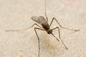 mosquito on floor cement - Dengue, Chikungunya, Mayaro fever