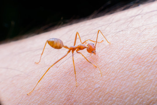 Ant biting human skin