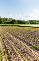 Fototapeta na wymiar Growing corn