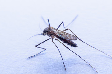 mosquitoes