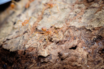 Small red ant on tree