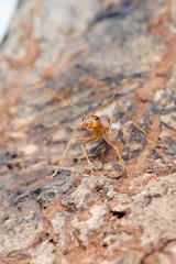 Small red ant on tree