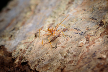 Small red ant on tree