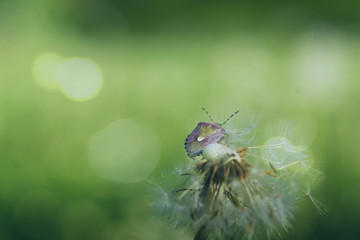 Stik bug (Halyomorpha halys) on a dandelion