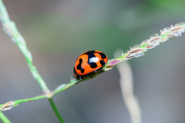 Ladybug on flower