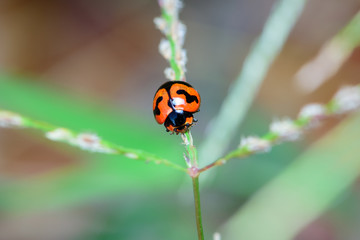 Ladybug on flower