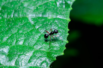 black ant on leaf