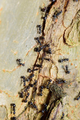 black ants on wood