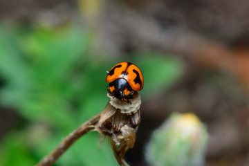 Ladybug on leaf