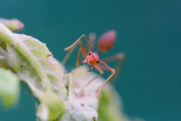 Small red ant and select focus ant eyes