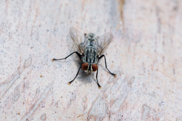flies on tree in garden, macro photo