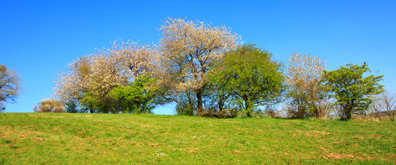 Fototapeta na wymiar Flowering trees on meadow and blue sky.