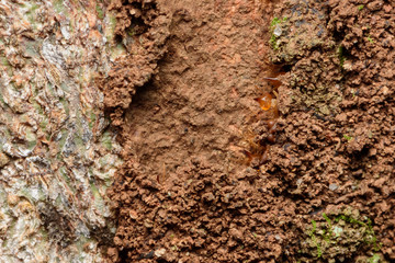 Close up termites on wood and soild