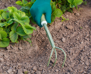 Small hand garden rake used for loosening soil around the strawberry bush.